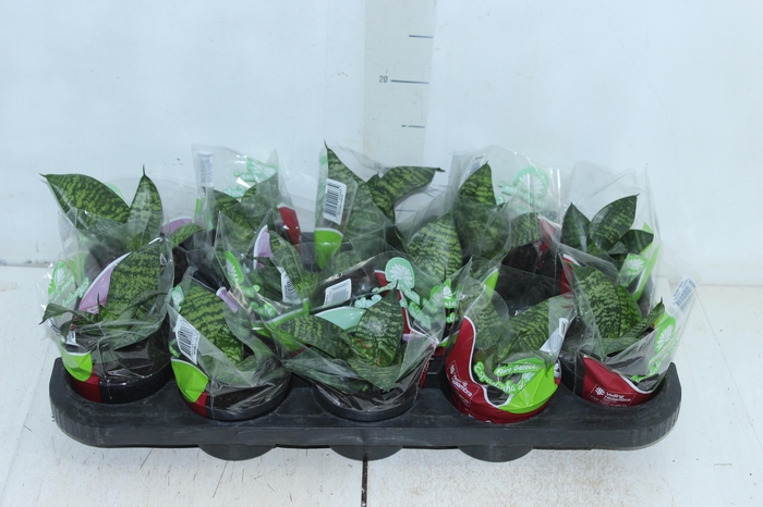 ANTHURIUM VARIADO P09