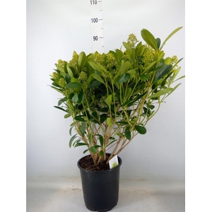 Skimmia jap. 'Finchy'