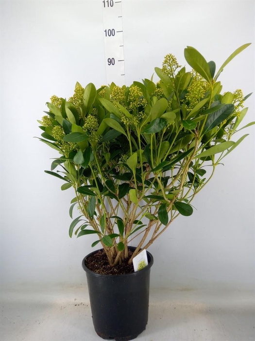 <h4>Skimmia jap. 'Finchy'</h4>