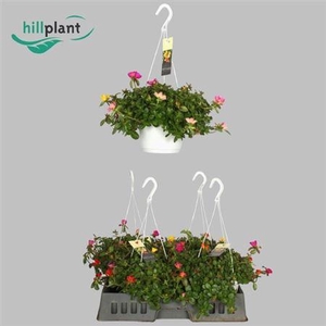 Portulaca gemengd in pot