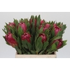Protea Brenda