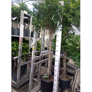 Schefflera arbor. 'Compacta'