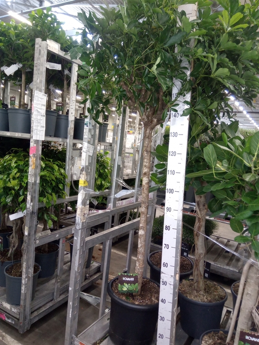 <h4>Schefflera arbor. 'Compacta'</h4>