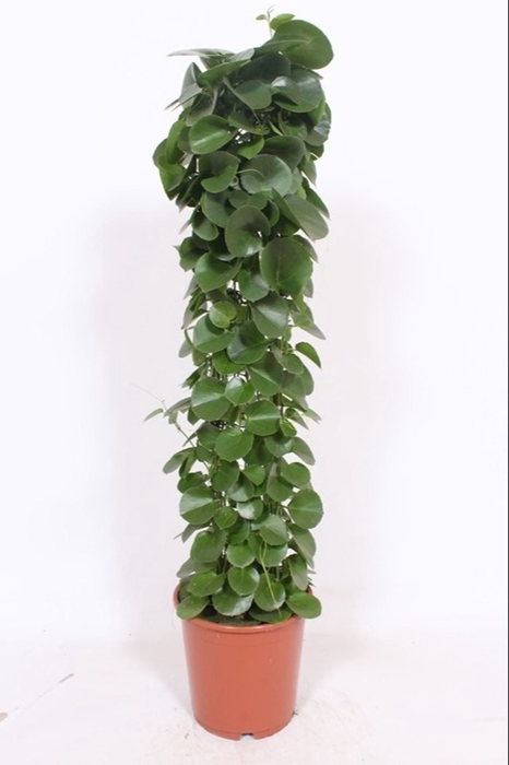 <h4>Cissus rotundifolia</h4>