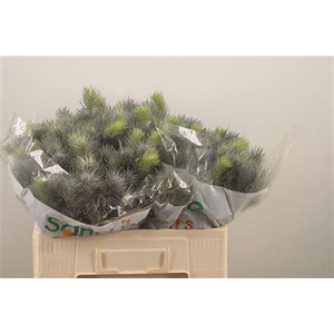 Eryngium Pacifi Blue Sky