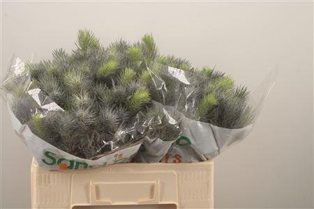 <h4>Eryngium Pacifi Blue Sky</h4>