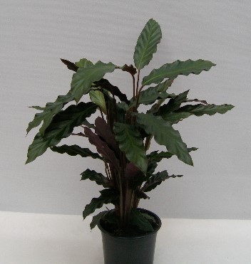 <h4>CALATHEA RUFIBARBA P12</h4>