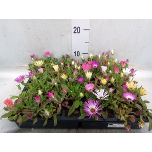 Dorotheanthus bellidiformis
