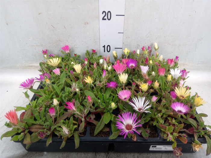 <h4>Dorotheanthus bellidiformis</h4>