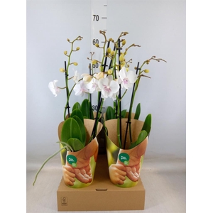 Phalaenopsis   ...white