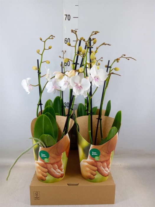 <h4>Phalaenopsis   ...white</h4>