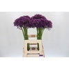 Allium Jackpot