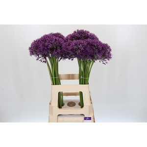 Allium Jackpot