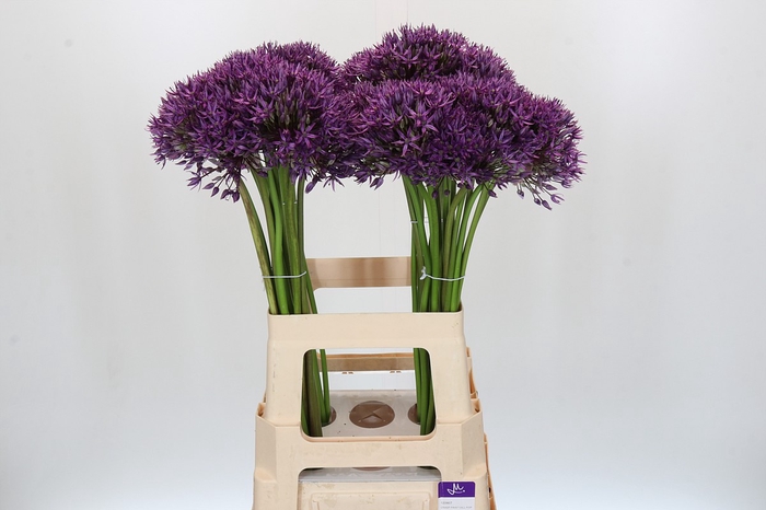 Allium Jackpot