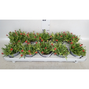 Delosperma cooperi Suntropics Red