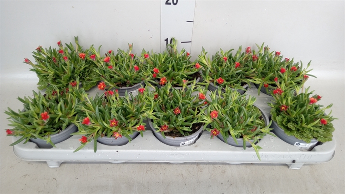 <h4>Delosperma cooperi Suntropics Red</h4>
