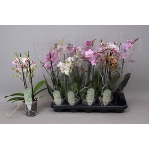 PHAL MF GEM 6 KL
