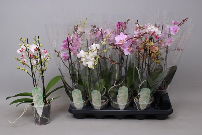 <h4>PHAL MF GEM 6 KL</h4>