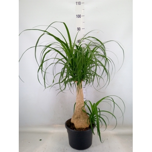Beaucarnea recurvata