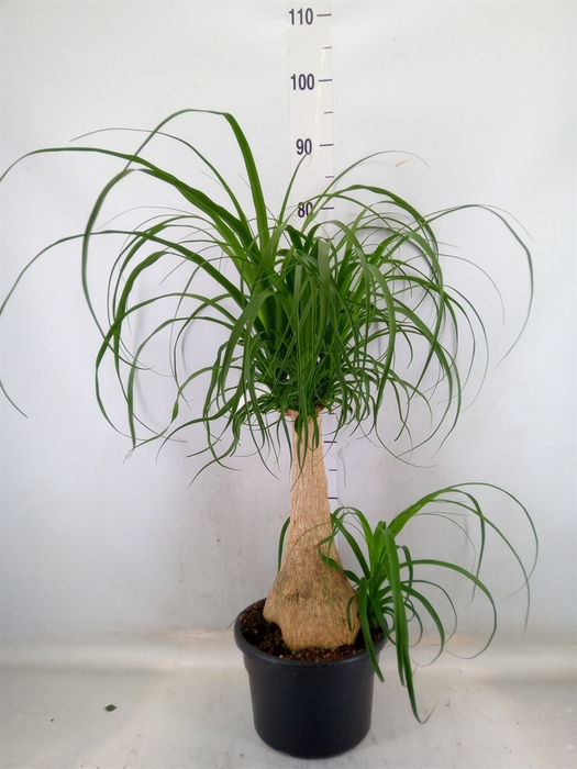<h4>Beaucarnea recurvata</h4>