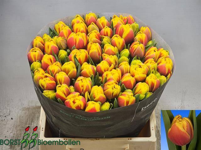 <h4>TU DOUBLE SHELL</h4>