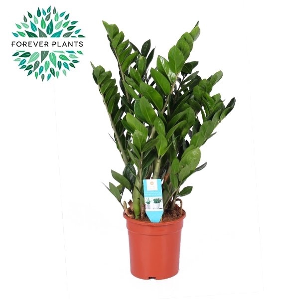 <h4>Zamioculcas p21</h4>