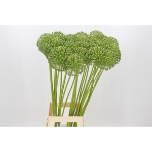 Allium Zaadbollen