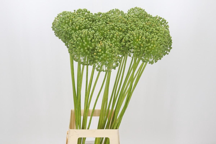 <h4>Allium Zaadbollen</h4>
