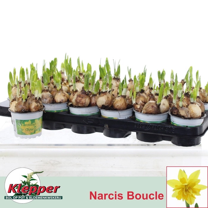 <h4>NARC D TETE BOUCLE</h4>