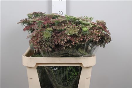 <h4>Daucus Carota Dara</h4>