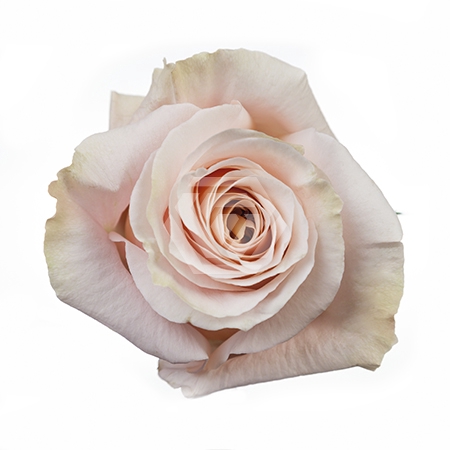 <h4>R GR SHIMMER Tessa</h4>