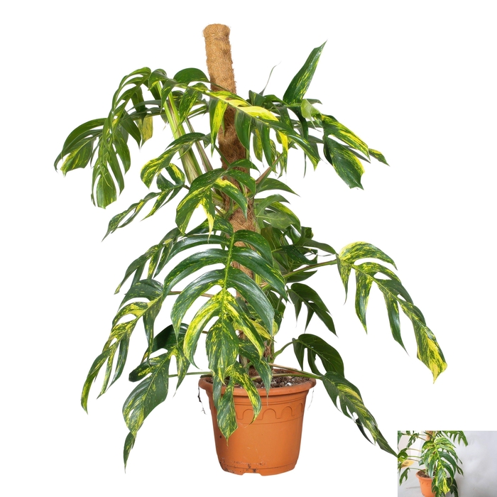 EPIPR CIN GOLDFINGER