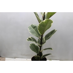 FICUS ELASTICA TINEKE P17