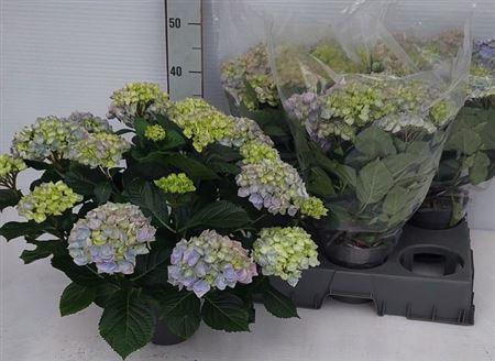 <h4>Hydr M Hi River</h4>