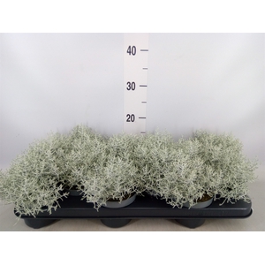 Leucophyta     [Calocephalus]