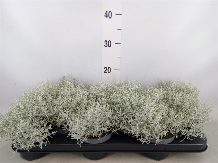 <h4>Leucophyta     [Calocephalus]</h4>