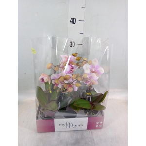 Phalaenopsis   ...rose