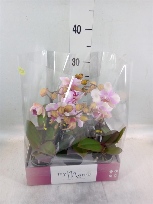 <h4>Phalaenopsis   ...rose</h4>