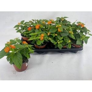 Lantana Havana oranje