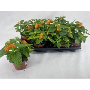 Lantana Havana oranje