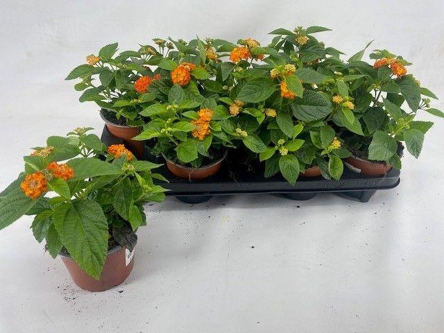 <h4>Lantana Havana oranje</h4>