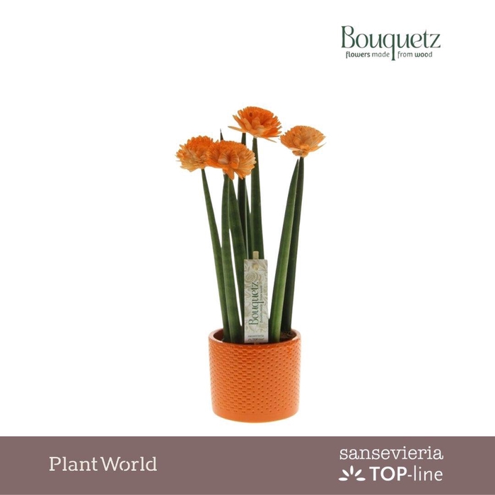 <h4>Sansevieria TOP-line Bouquetz Orange in Dots keramiek</h4>