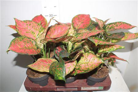 <h4>Aglao Crimson Love</h4>