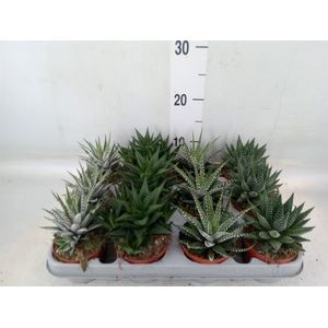 Haworthia   ...mix