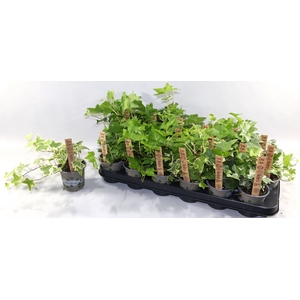 Hedera helix gemengd