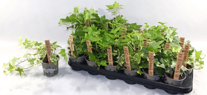 <h4>Hedera helix gemengd</h4>