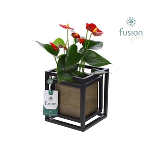 Metaal frame vierkant met hout bakje en Anthurium