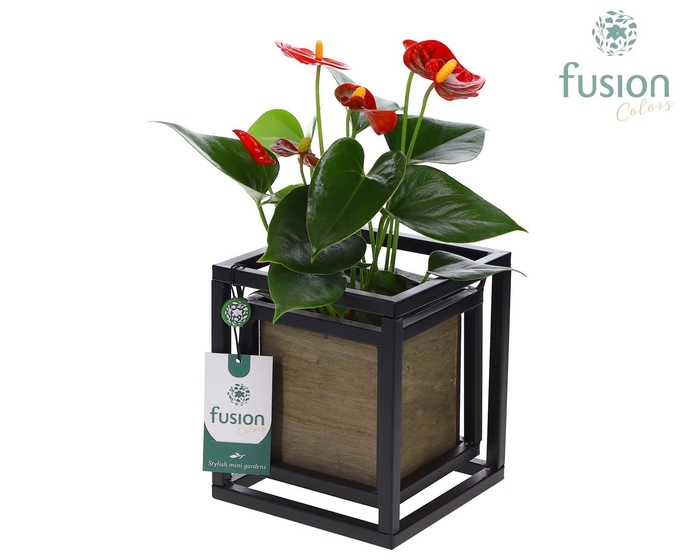 <h4>Metaal frame vierkant met hout bakje en Anthurium</h4>