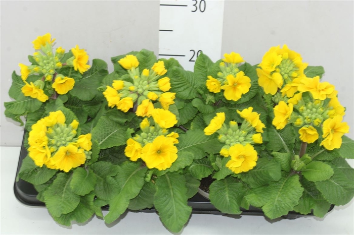 <h4>Primula Elatior Yellow</h4>