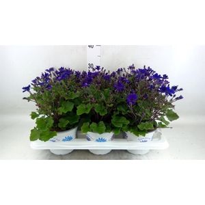 Pericallis cr. 'Senetti Blue Deep'